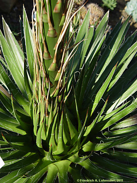 Agave filifera