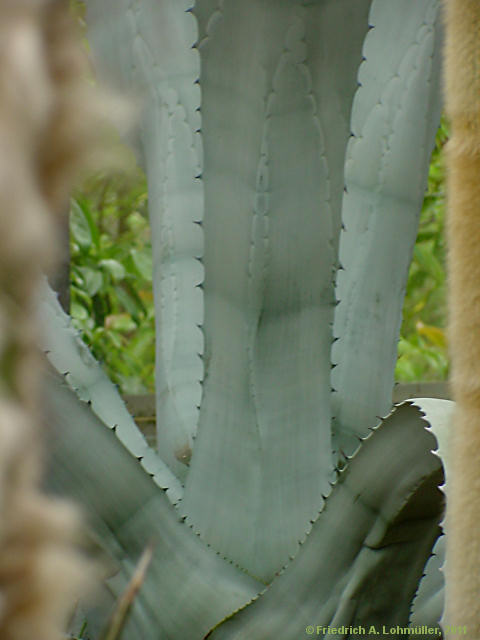 Agave franzosini