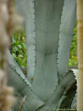 Agave beauleriana, Agave franzosini