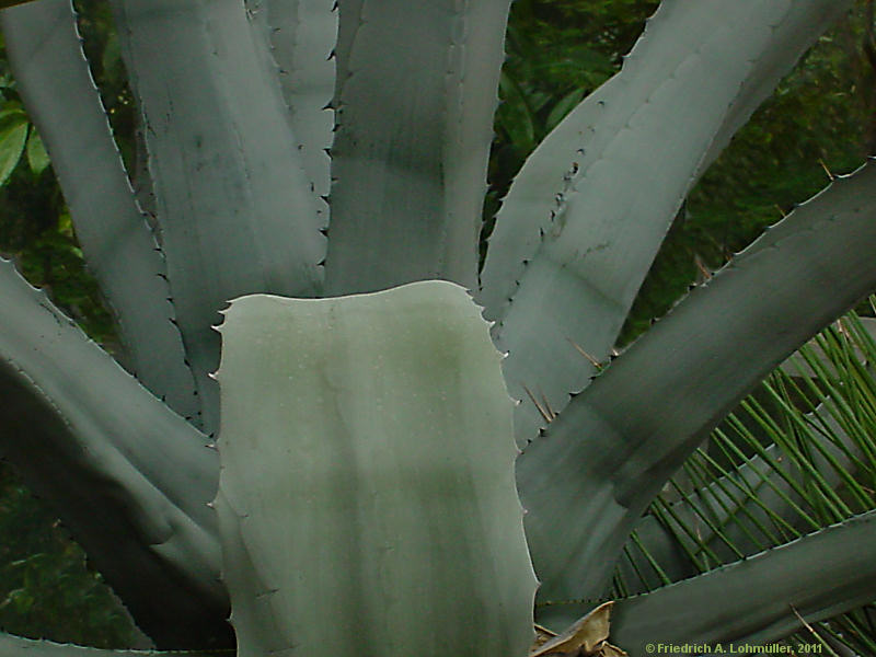 Agave franzosini