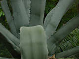 Agave beauleriana, Agave franzosini