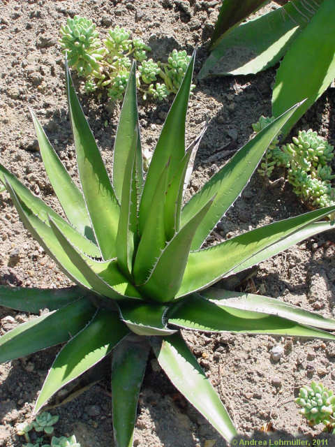 Agave ghiesbreghtii