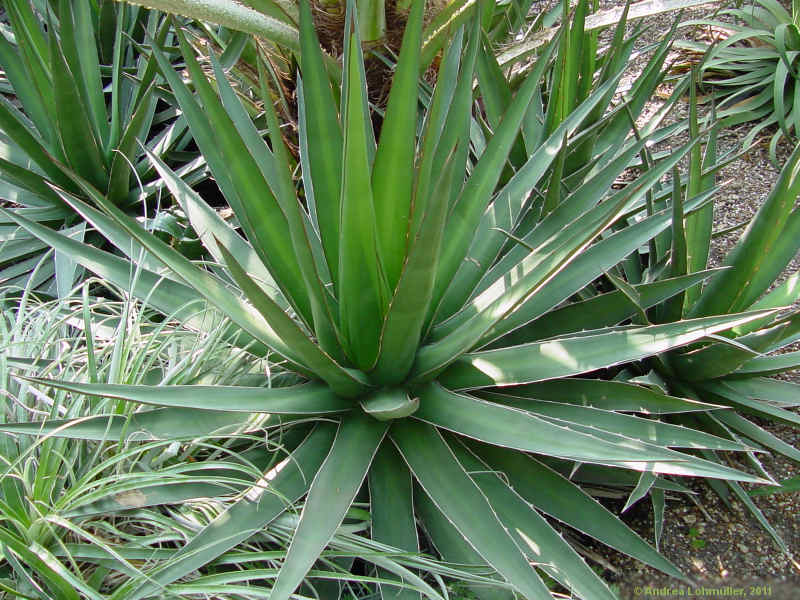 Agave ghiesbreghtii