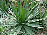 Agave ghiesbreghtii