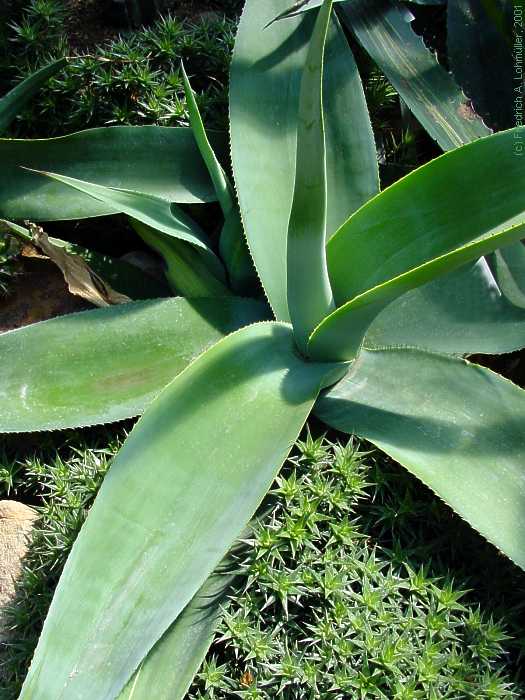 Agave guiengola