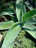 Agave guiengola