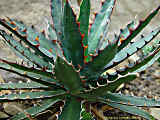 Agave lechuguilla