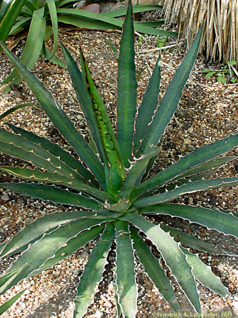 Agave lechuguilla