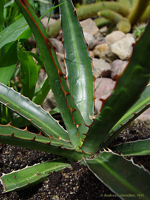 Agave lechuguilla