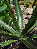 Agave lechuguilla