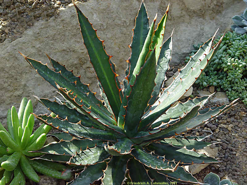 Agave lechuguilla