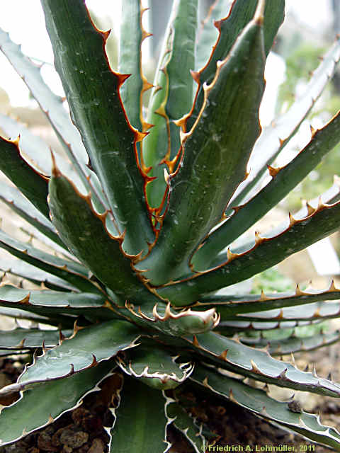 Agave lechuguilla