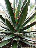 Agave