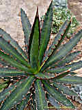 Agave lechuguilla