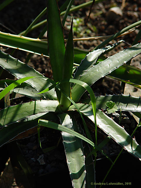 Agave lechuguilla