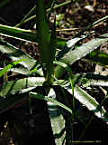 Agave lechuguilla