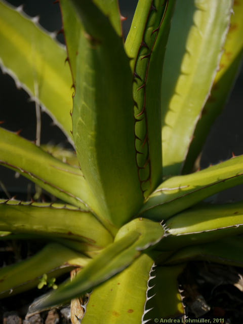 Agave lechuguilla