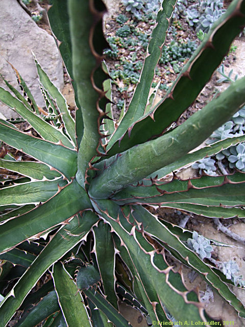 Agave lechuguilla