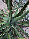 Agave lechuguilla