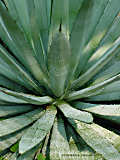 Agave macroacantha