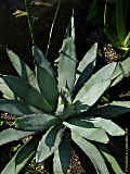 Agave macroacantha