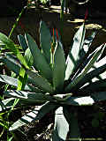 Agave macroacantha