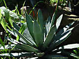 Agave macroacantha