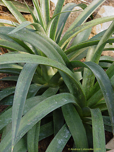 Agave maculosa