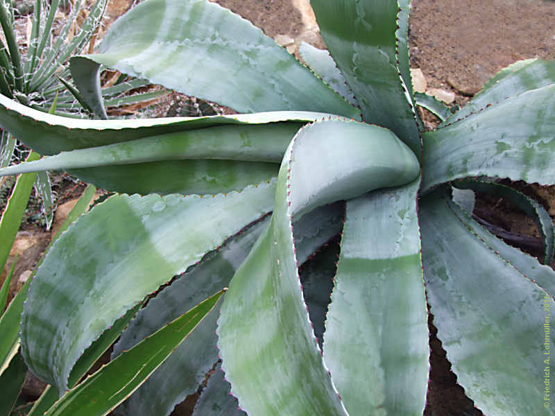 Agave marmorata