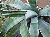 Agave marmorata