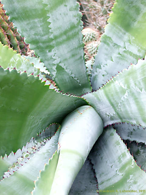 Agave marmorata