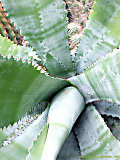 Agave marmorata