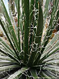 Agave multifilifera