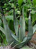 Agave 'nigra'