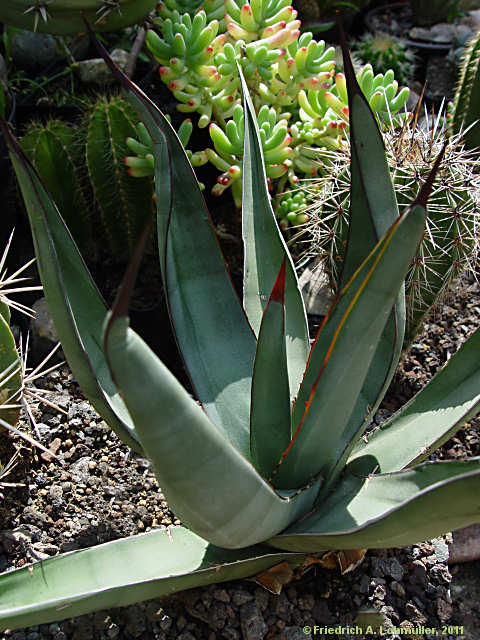 Agave 'nigra'