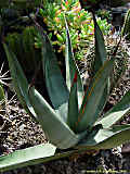 Agave 'nigra'