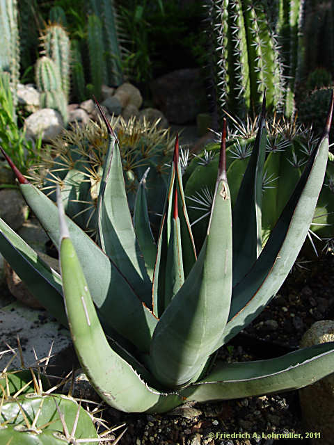 Agave 'nigra'