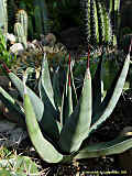 Agave