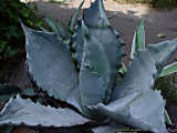 Agave parrasana