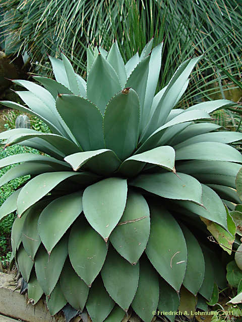 Agave parryi