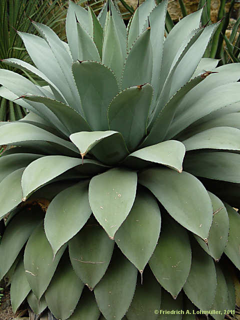 Agave parryi