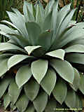 Agave parryi