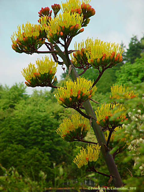 Agave parryi