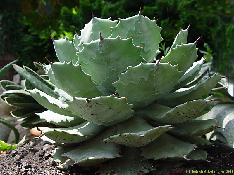 Agave pottatorum var. verschaffeltii