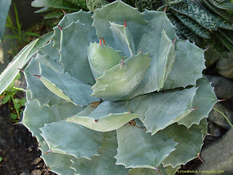 Agave pottatorum var. verschaffeltii