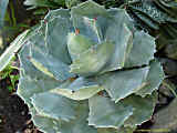 Agave potatorum var. verschaffeltii