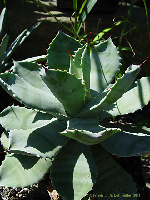 Agave pottatorum var. verschaffeltii