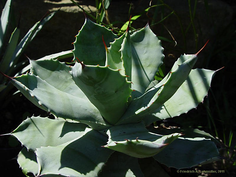 Agave pottatorum var. verschaffeltii