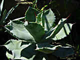 Agave potatorum var. verschaffeltii