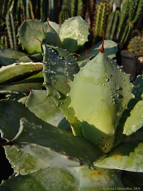 Agave pottatorum var. verschaffeltii